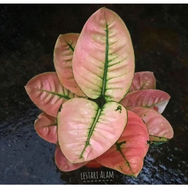Aglonema Ruby Compacta / Bunga Aglonema Aglaonema Ruby Compacta Murah BUKAN BONGGOL