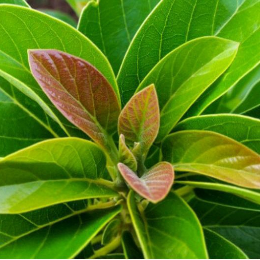 

DAUN ALPUKAT SEGAR 100 LEMBAR