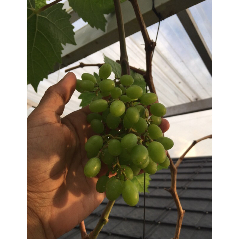 Anggur Cotton Candy Bibit