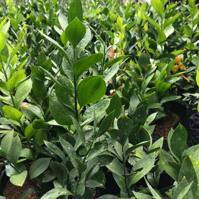 Tanaman Bunga Hias Daun RUSKUS Berakar Di Dalam Polybag - Bibit Tanaman Bunga Hidup Daun Ruscus