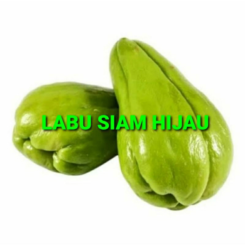 

LABU SIAM HIJAU KHUSUS PARA SULTAN 1 KG (PREMIUM QUALITY)