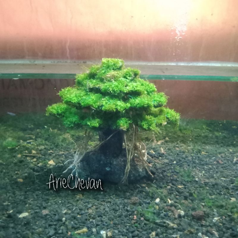 Premium Hiasan Aquarium Aquascape Pohon Bonsai Umbrella Include Moss