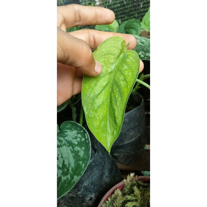 scindapsus excotica varigata sp Sumatra