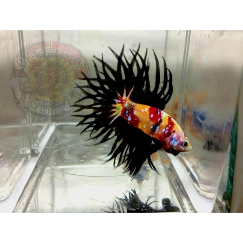 CROWTAIL SSERIT FANCY WARNA