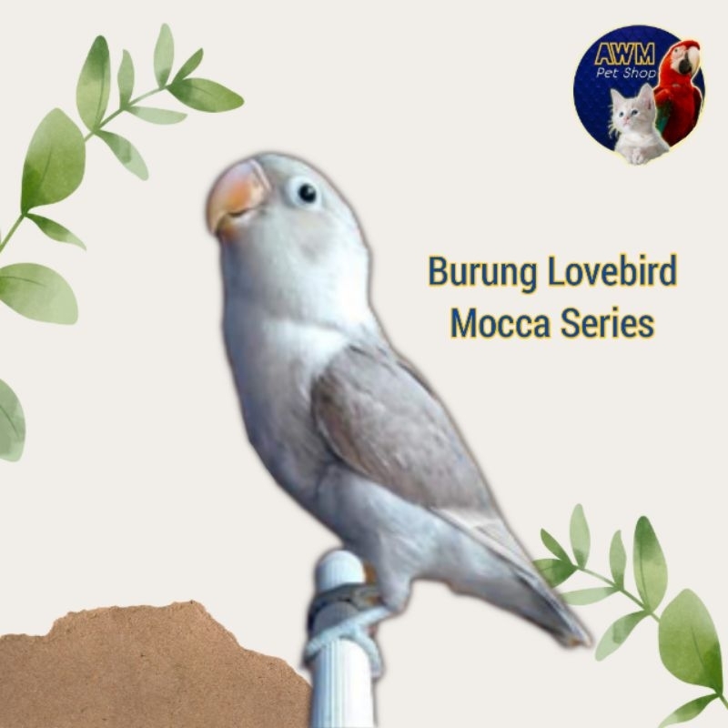 BURUNG LOVEBIRD MOCCA | BURUNG LOVEBIRD MOCA