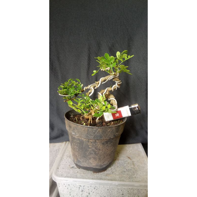 Bonsai Mame Kawista 01 Gerak Extrim