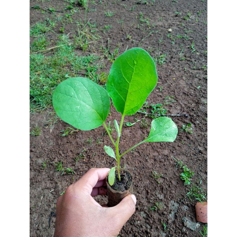 ( 10 POHON) BIBIT TERONG LALAP SIAP TANAM - BIBIT TERONG LALAP BULAT - BIBIT TERONG LALAP APEL - BIB