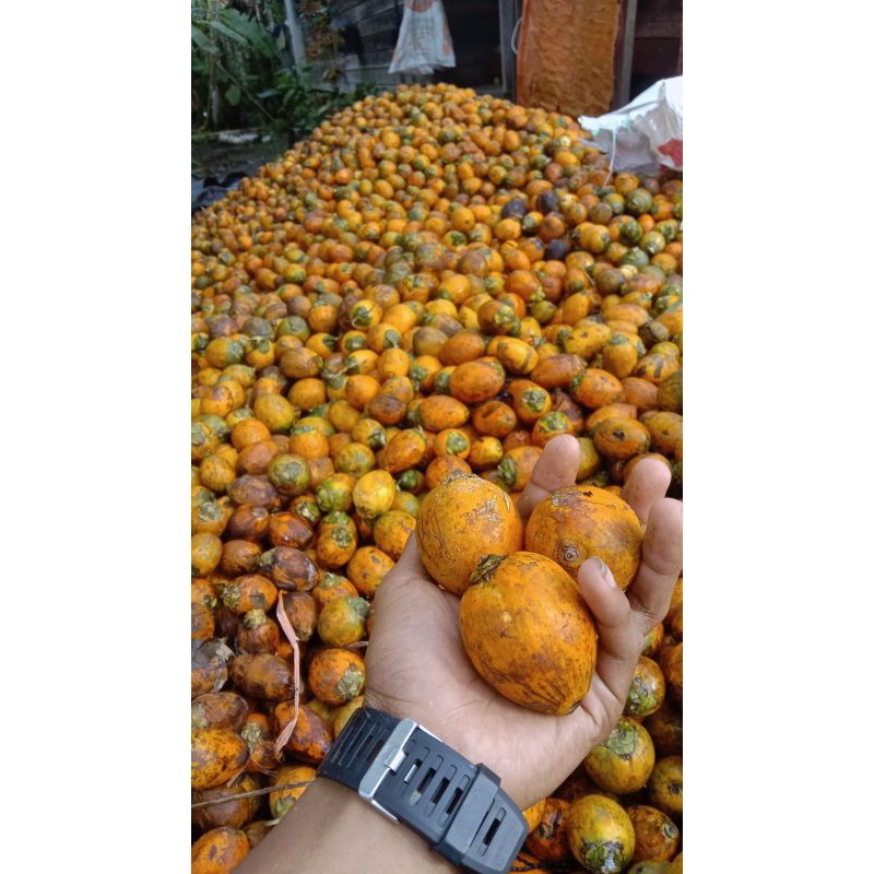 

buah pinang tua jambe jebug asli (1kg)