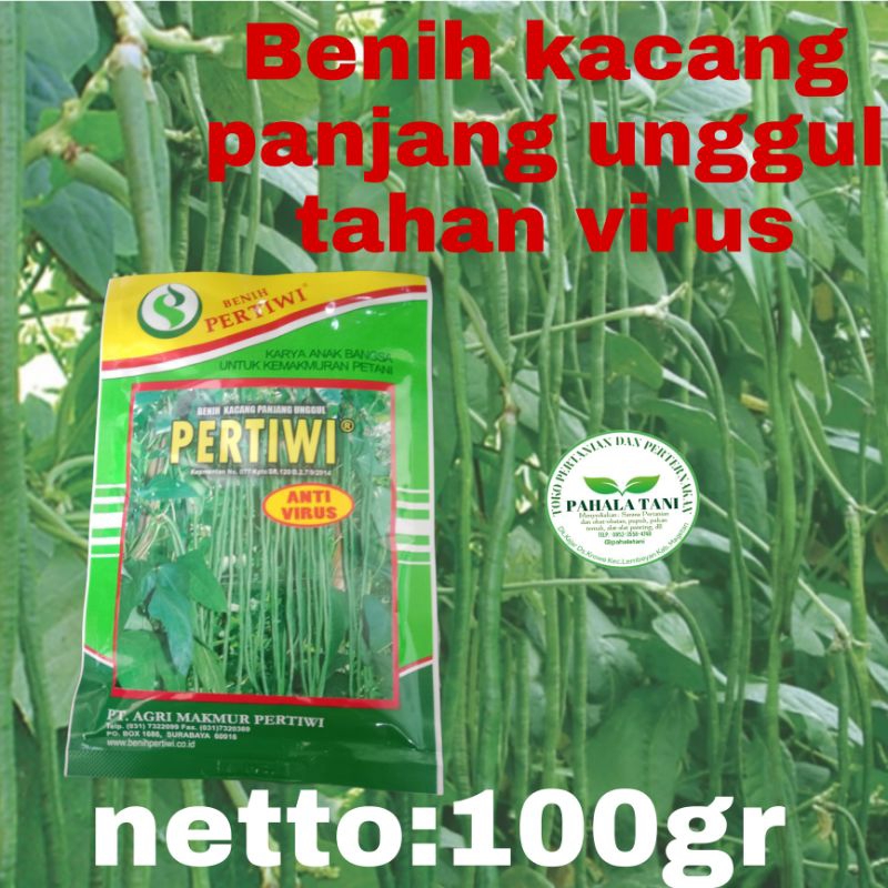 PERTIWI/benih kacang panjang /bibit kacang panjang/anti virus