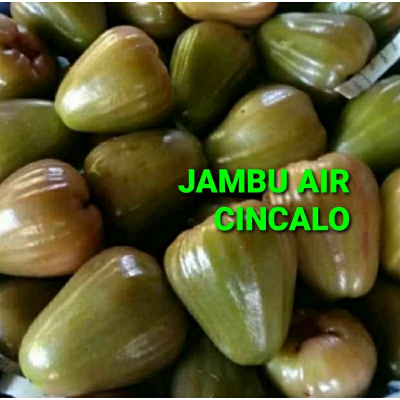 

JAMBU AIR CINCALO KHUSUS PARA SULTAN 1 KG (PREMIUM QUALITY)