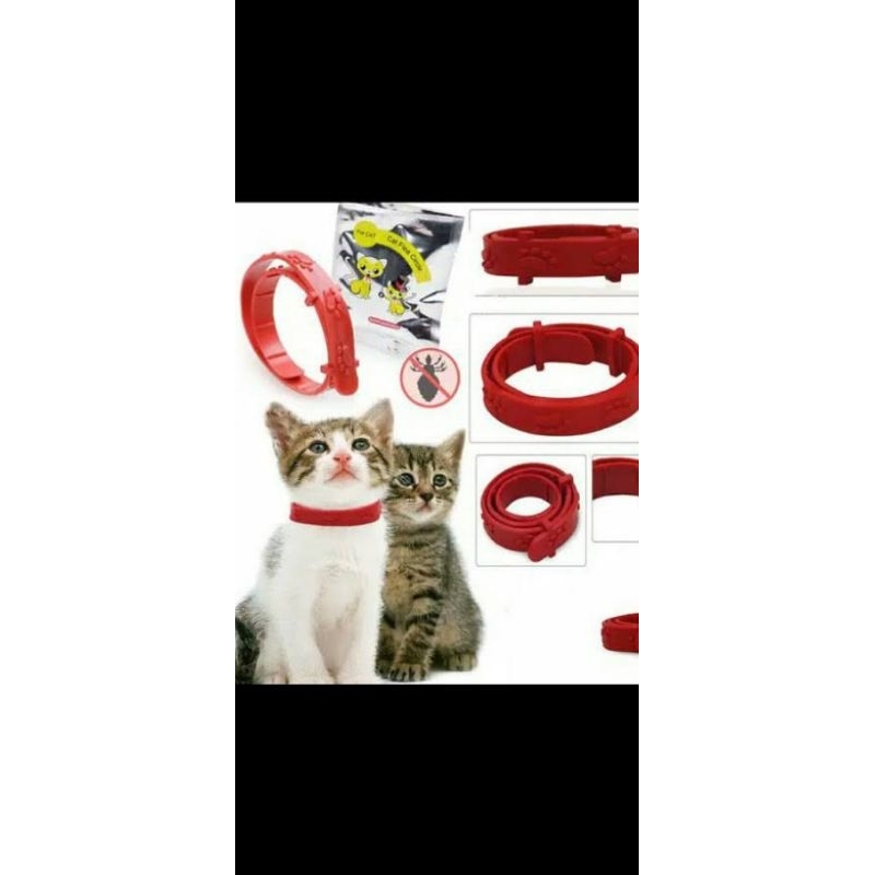 KALUNG ANTI KUTU KUCING MUSANG ANJING|| KALUNG KUCING ANTI KUTU