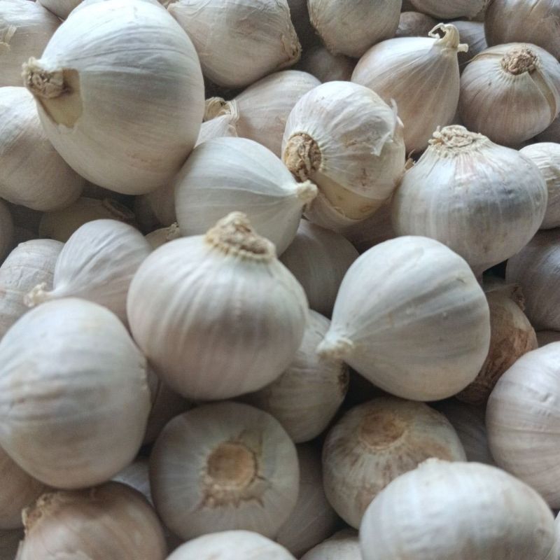 

Bawang Putih Tunggal 1KG Tanpa Pemutih PREMIUM Grade A