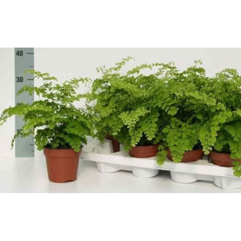 Tanaman hias Pakis suplir utopia Varigata