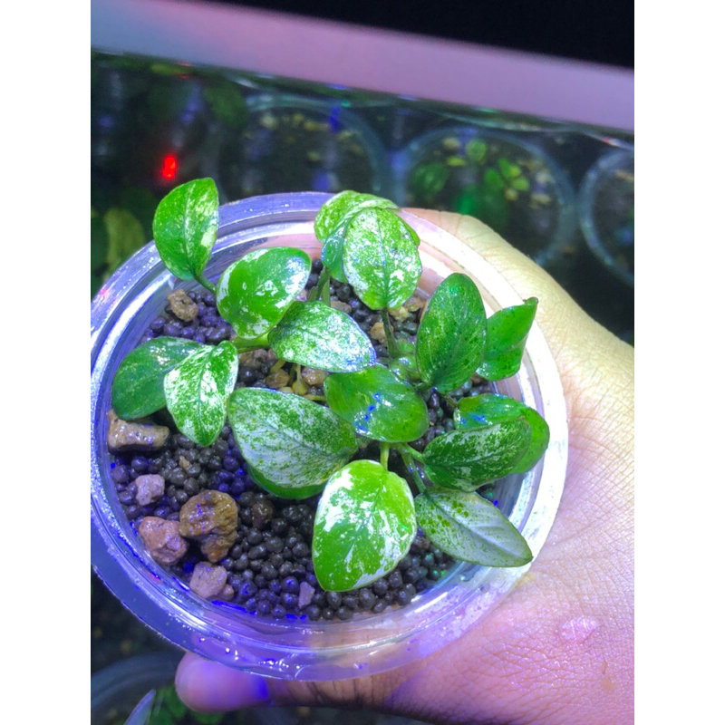 anubias 4 pinto , 3 panda ijo