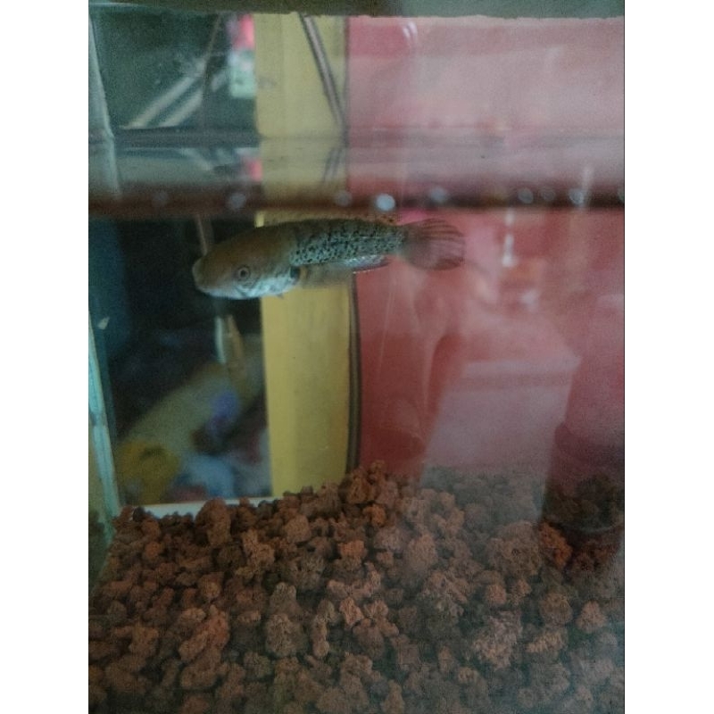 Chana Stewarti Black Galaxy, Full Dot Gondrong