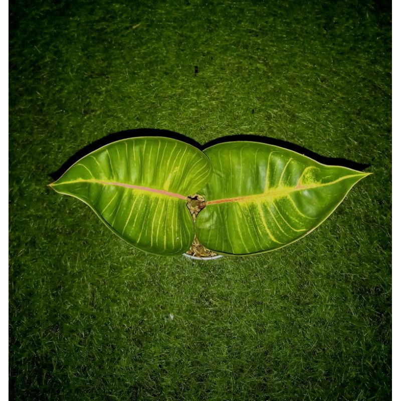 Tanaman hias aglonema black moonlight gerhana