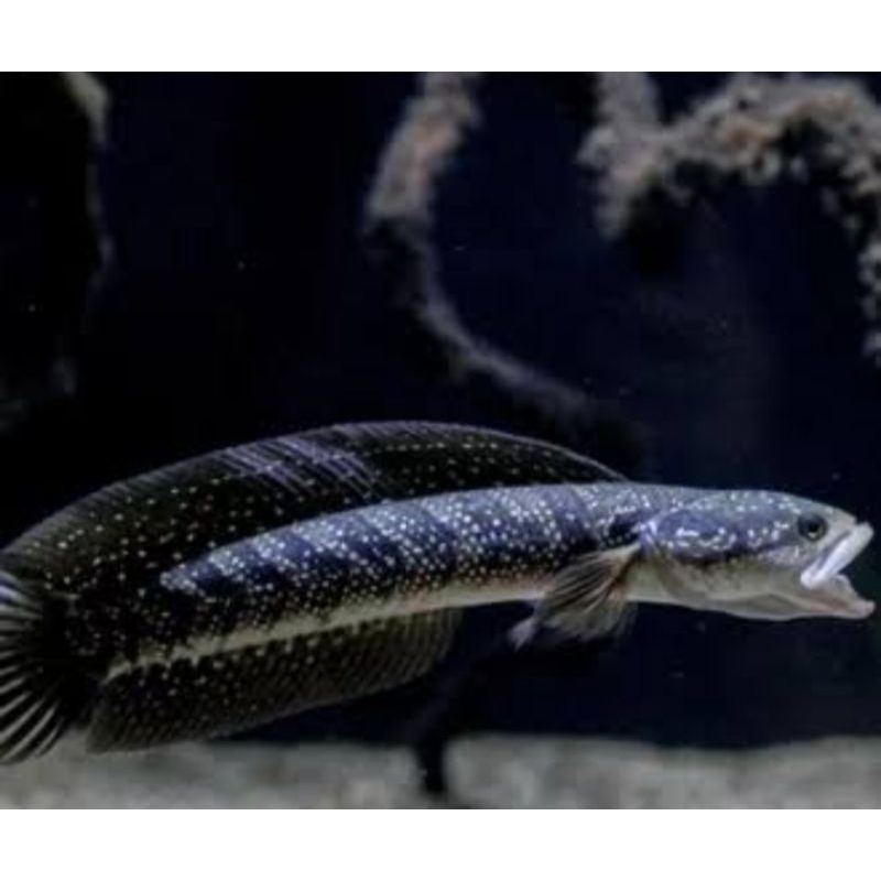 Asiatica Ws Sepasang 15-17cm