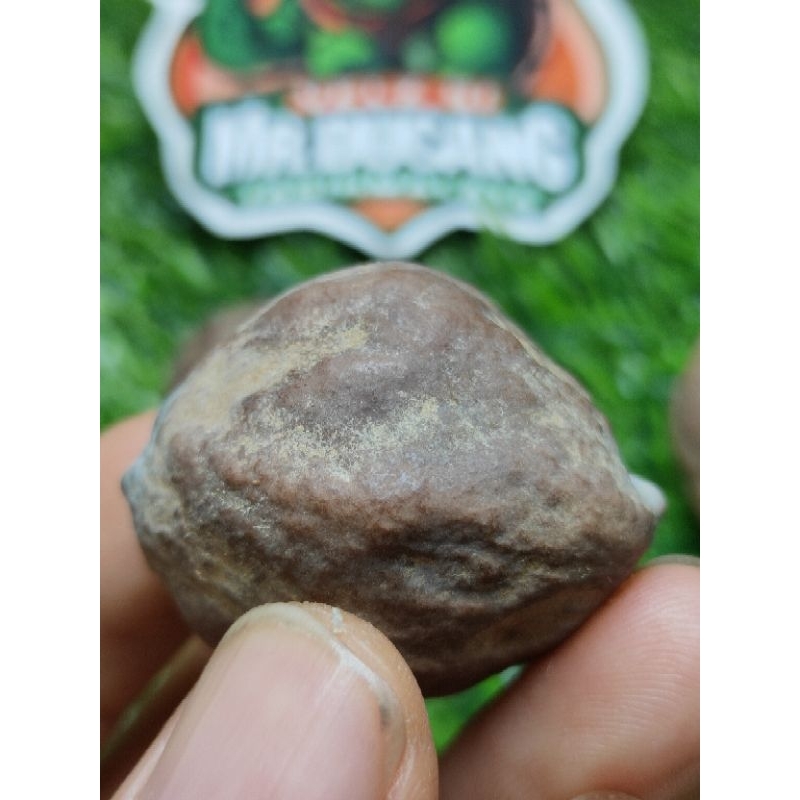 MUNCANG ADU JALIM GURAME ORIGINAL 100%