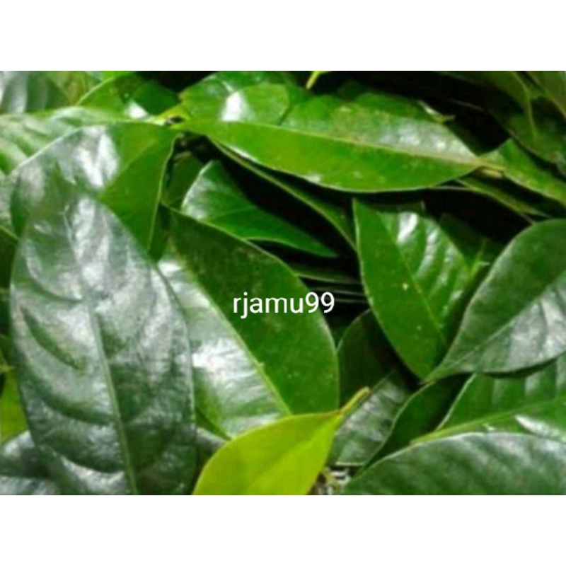 

Herbal Daun Pala Segar 100g