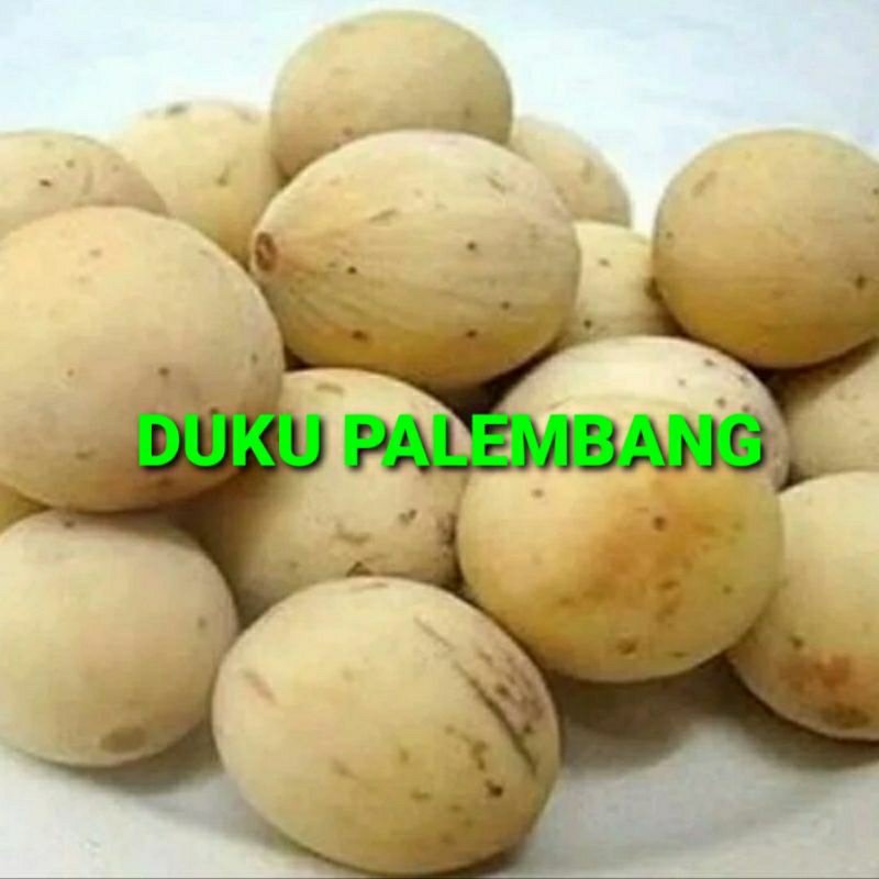 

DUKU PALEMBANG KHUSUS PARA SULTAN 1 KG (PREMIUM QUALITY)