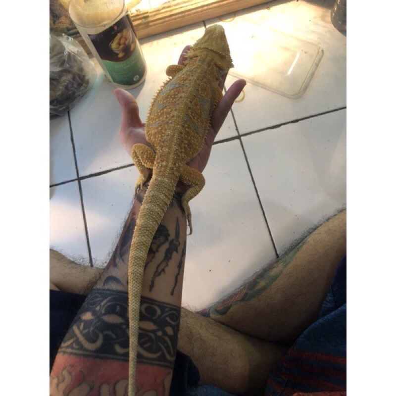 Bearded Dragon hypo minusan murah