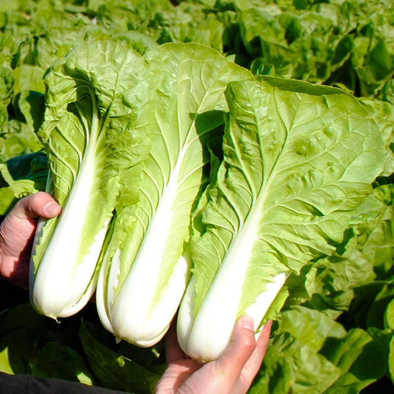 Benih Bibit Biji - Four Seasons Cream Cabbage Sayur Kubis Krim China Empat Musim Seeds - IMPORT