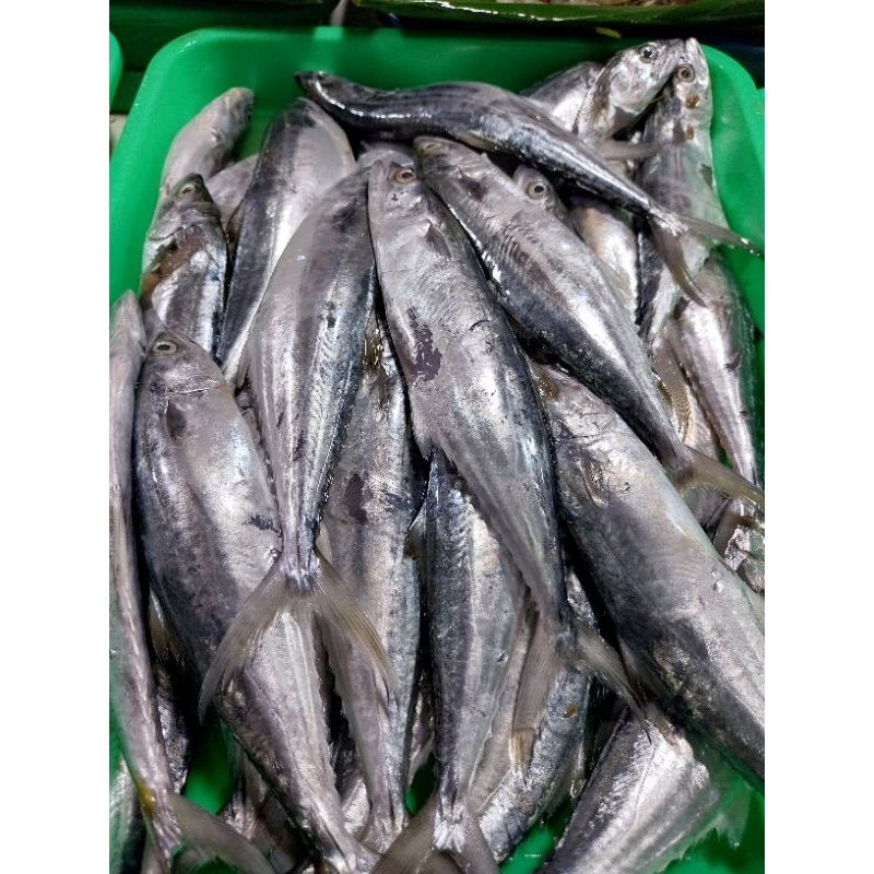 ikan tenggiri kecil kecil 500 gr