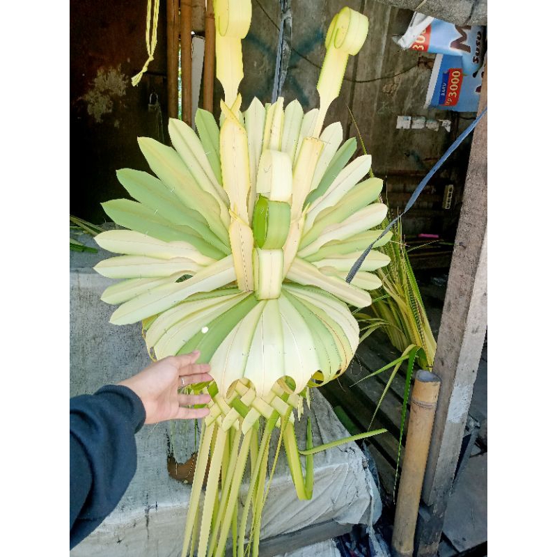 Janur kuning pernikahan/khitanan asli segar CMHI BDG PDLRG