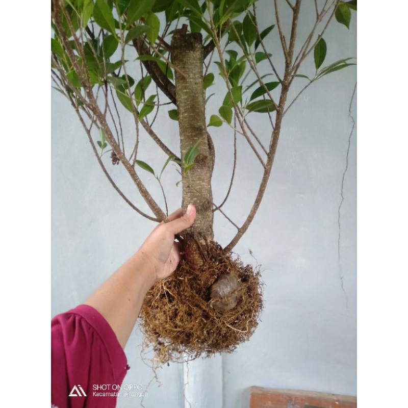 Kimeng cangkok ukuran gagang cangkul besar untuk as tengah bahan bonsai
