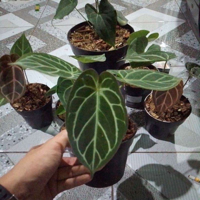 cristalinum king of spades