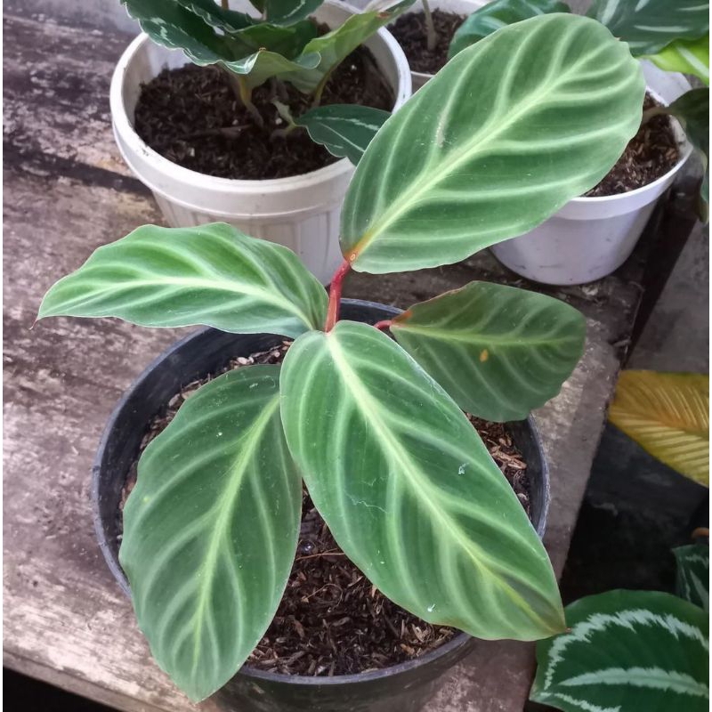 tanaman hias calathea ecuadoriana
