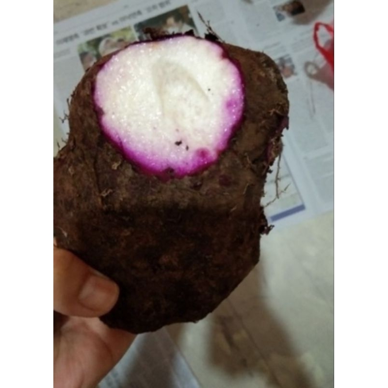 

Talas Keribang / Taisu / Talas Ungu / Talas Kalimantan / Uwi / Talas Pontianak / Talas Sayuran