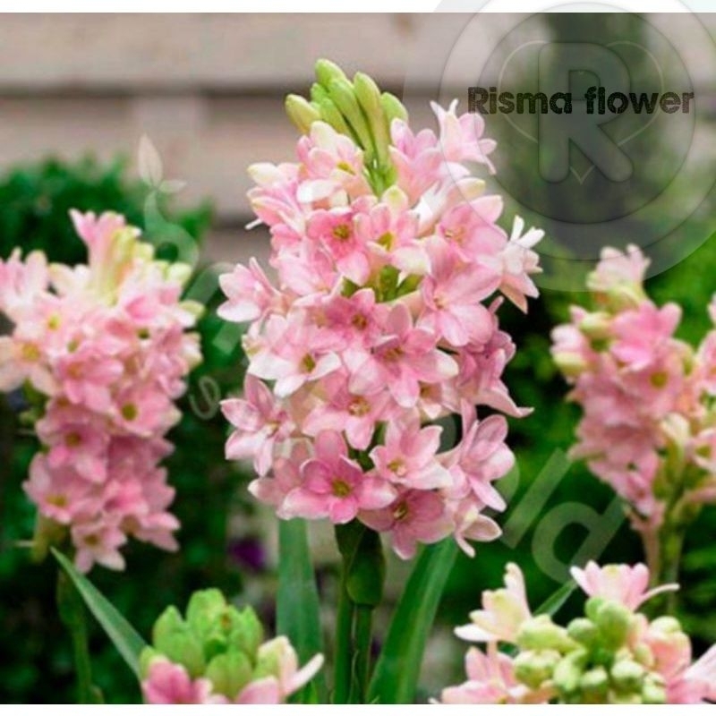 Tanaman hias pohon sedap malam bunga pink // pohon bunga sedap malam bunga warna pink