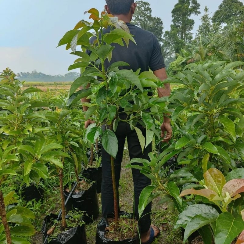 Bibit Tanaman Alpukat Markus Tinggi 1 Meter Up Batang Besar Dan Rimbun Cepat Berbuah