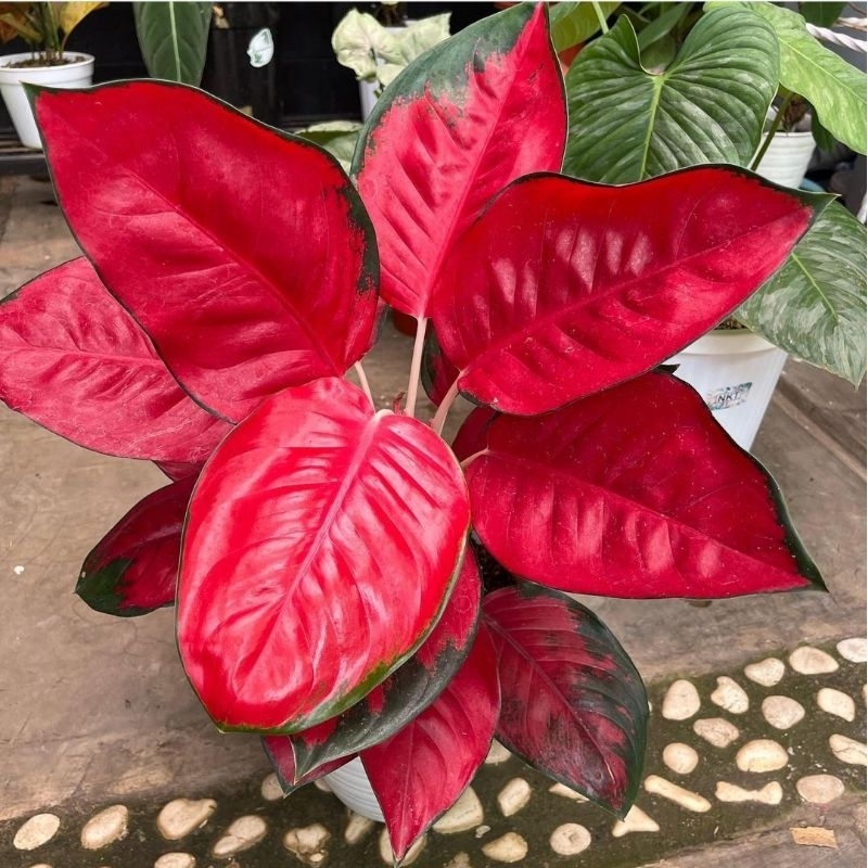 aglonema suksom jaipong compacta - bunga aglonema suksom compacta - tanaman hias aglonema - tanaman 