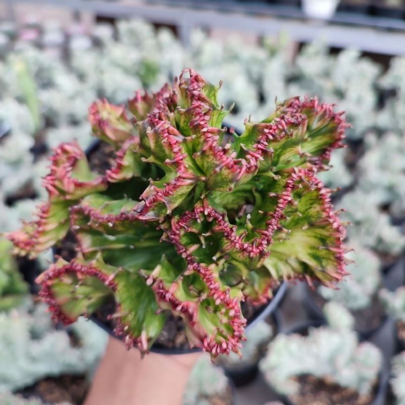 Euphorbia Lactea Red | D 12cm | Kaktus