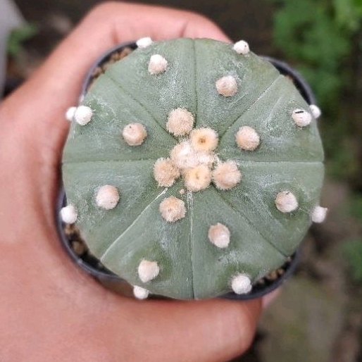 Kaktus Astrophytum Asterias / kaktus astro