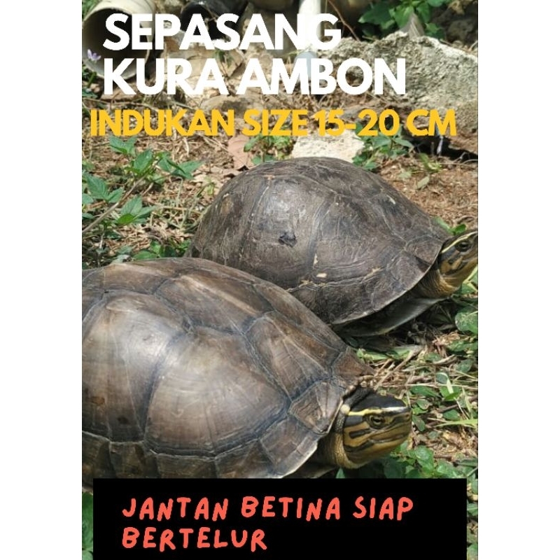 Sepasang Jantan & Betina Ambon Indukan Size 15-20 Cm / Garansi 100 % / Jual Pelet Kura