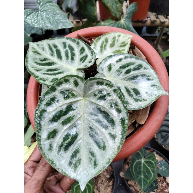 anthurium dorayaki silver original