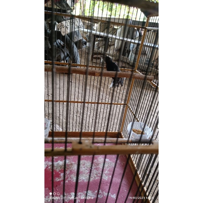 Murai Batu Jantan Trotol Ternakan Hutan Tapanuli Selatan