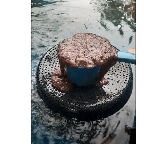 CACING SUTRA 1 GAYUNG / casut sehat fresh berkwalitas hidup wajib gosend