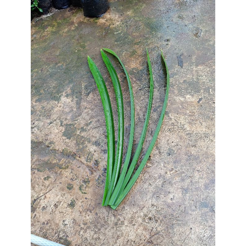 

daun pandan 10 lbr organik bahan kue