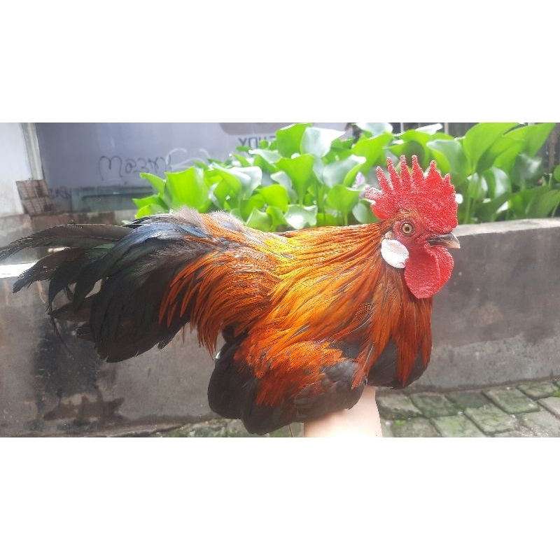 Ayam Brugo Ayam hutan merah sumatera