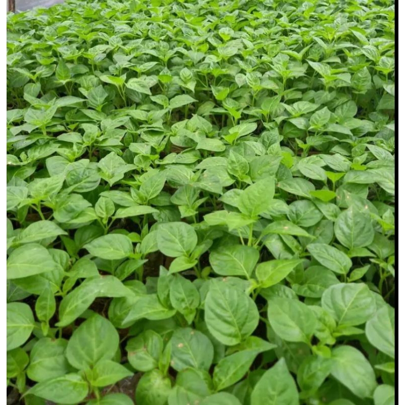 bibit cabe rawit siap tanam