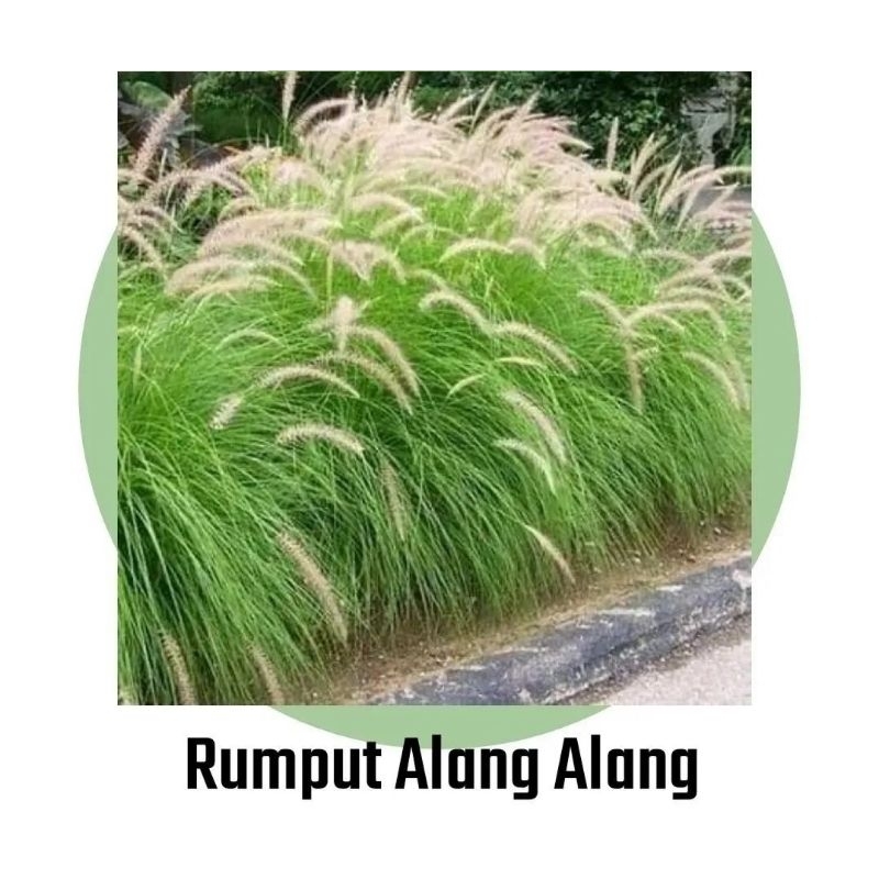 [BISA COD] Rumput Alang Alang ekor kuda tanaman ilalang buntut kuda tanaman bunga ilalang ekor kuda