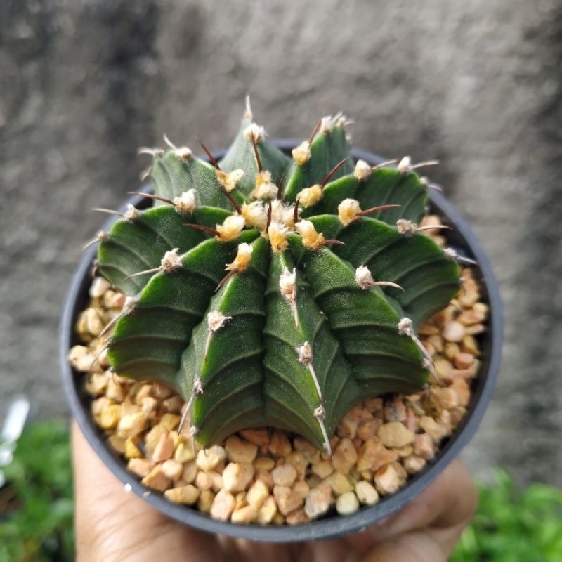 kaktus lb hybrid / kaktus murah
