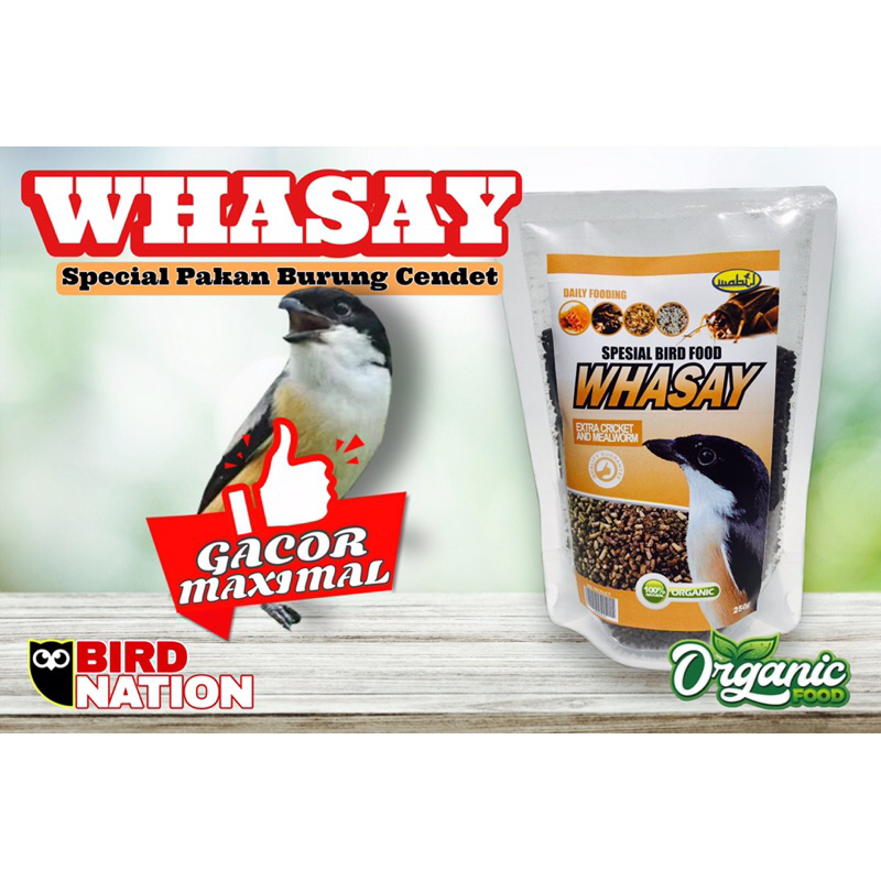 Pakan Burung Cendet (Lanius Schach) Bentet Kelabu