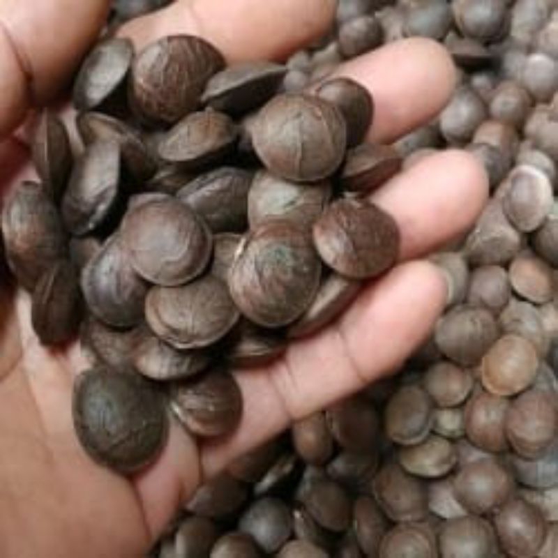 biji tanaman kacang sacha inchi