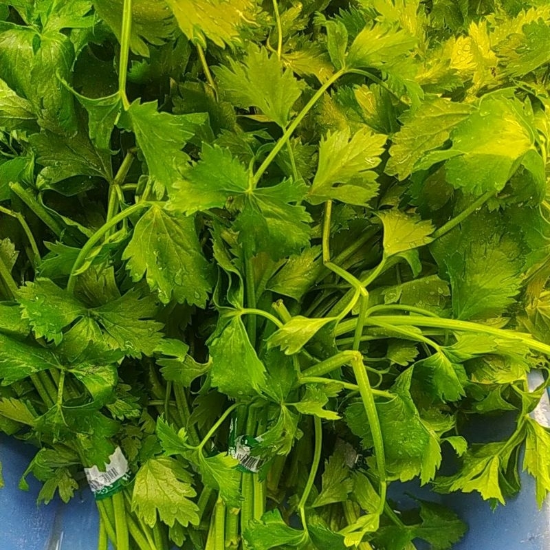 

Seledri selederi segar Denpasar Bali