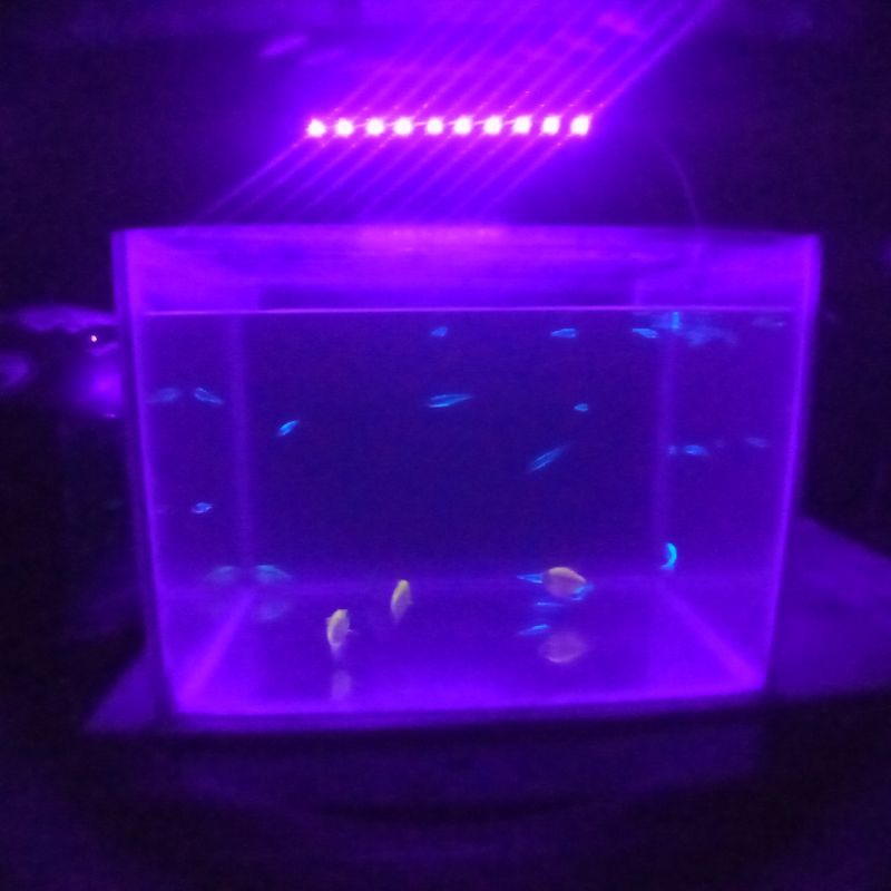 Lampu Led Aquarium Uv Ultraviolet Portabel Usb jepit